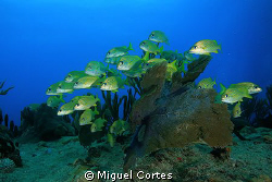 School against the current. by Miguel Cortes 